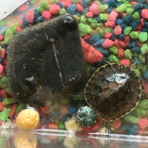 Meet your Posher, Gabriela